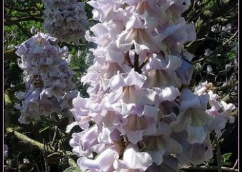 La Paulownia, un aiuto per essere green