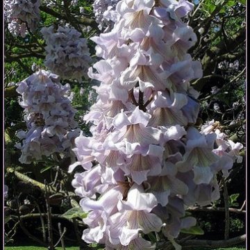 Fiore-di-Paulownia-da-in-corimbi