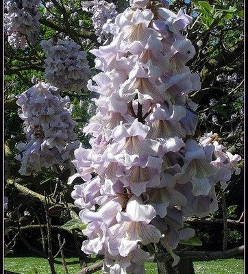 La Paulownia, un aiuto per essere green